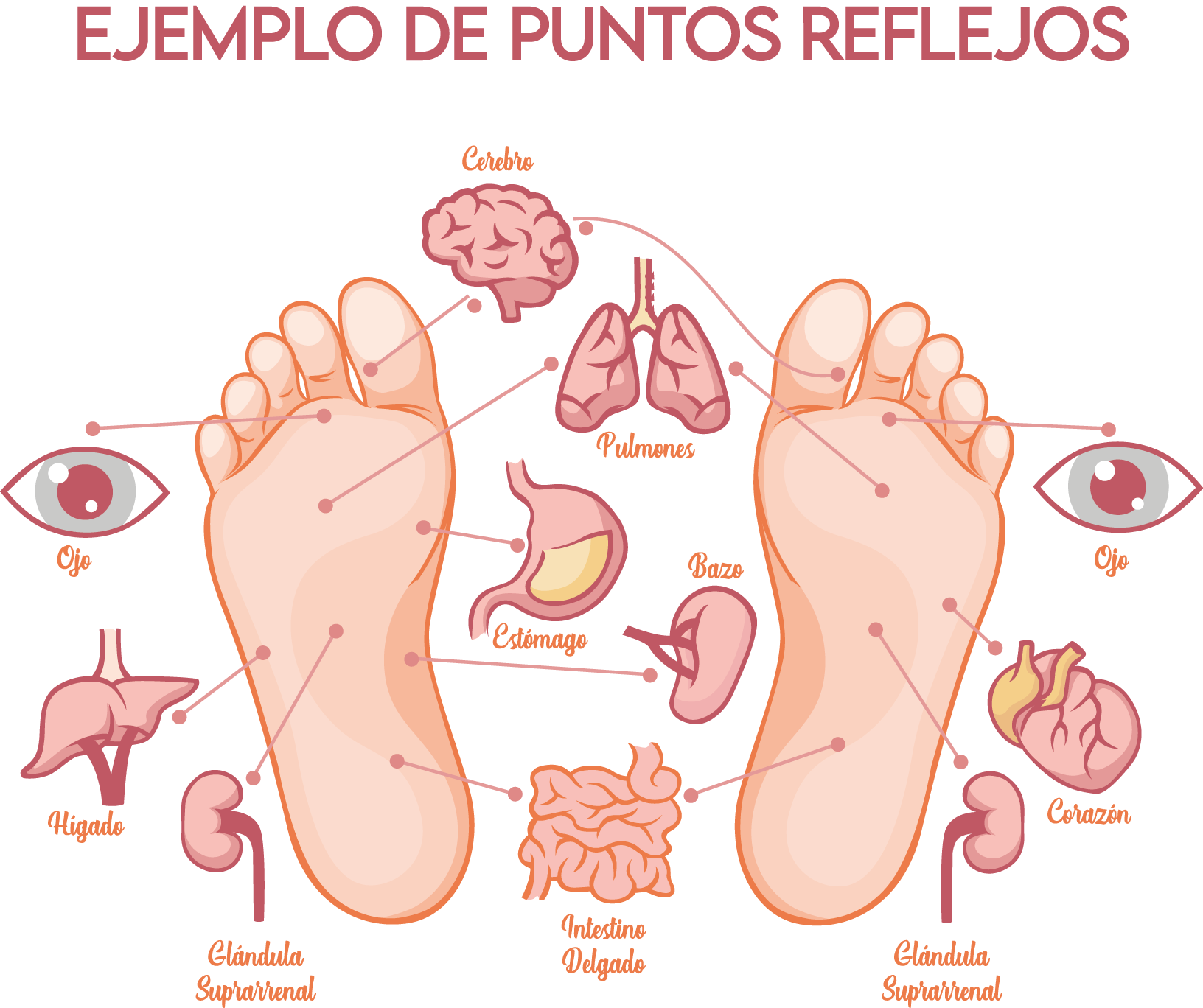 Puntos Reflejos - Terapia de Reflexología